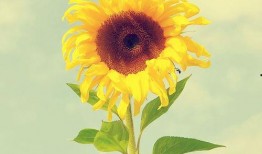 葵花皮肤爆料视频下载,全新视觉盛宴，揭秘神秘英雄风采