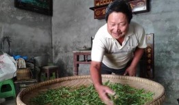 老汉爆料茶叶视频大全